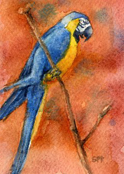 Perched Macaw Sally Probasco Madison WI mixed media